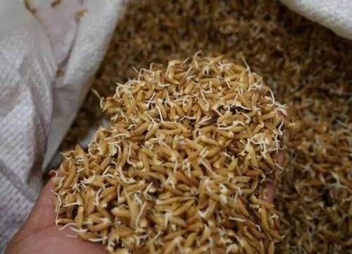 大量供应优质水稻苗与有机大米种子——水稻幼苗批发量大价优