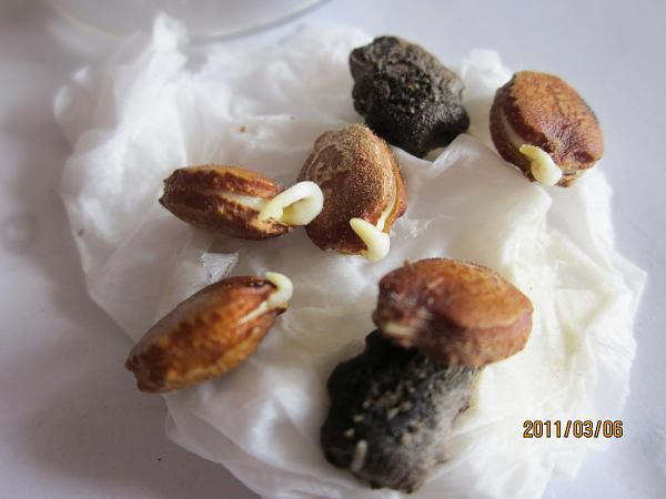撒了三四个月的花种还没发芽？只要一张纸，保证种子快速发芽！
