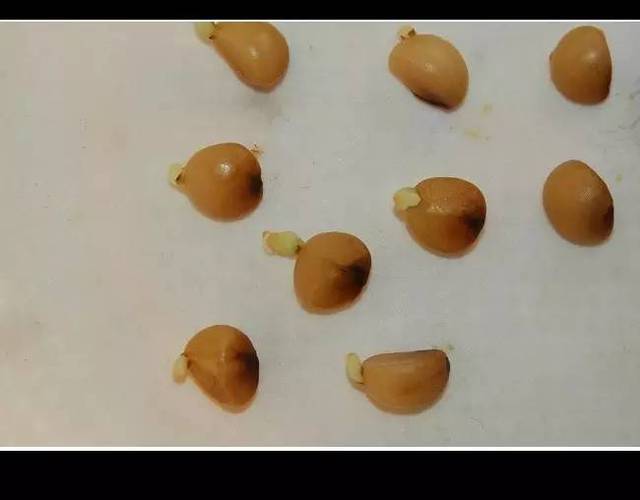 捡来的君子兰种子，一个月就长成小幼苗 我的种植小记