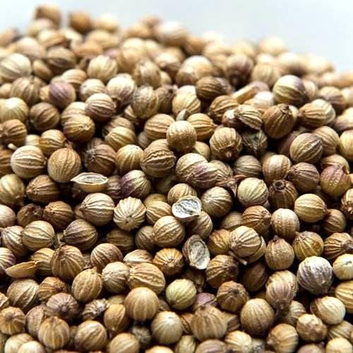 家庭种菜新宠 撒把种子就疯长，连收十茬，鲜嫩又好吃