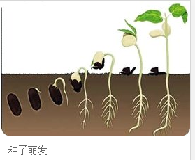 种子是怎样萌发的 从沉睡到新生的奇妙旅程