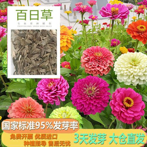 家居盆栽种子选购全指南 厂家、品牌、辨图技巧与热门帖精选