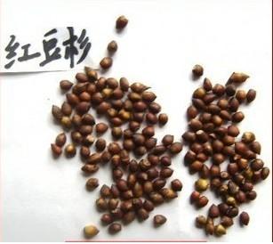 红叶李种子2015年价格行情与选购指南