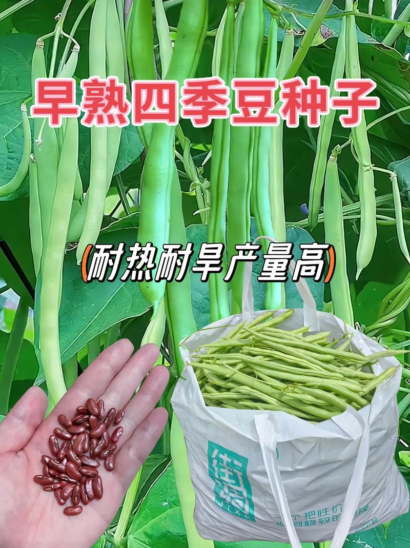 7.8月种四季豆，早熟品种让你秋季丰收满满！