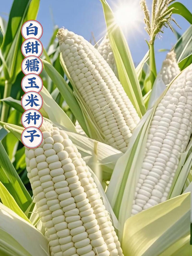 粘玉米种子皮 特性、成因与种植管理